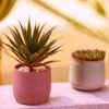 CHSZCHOMER Artificial Succulents Plants- Faux Succulents Unpotted Yucca Real Touch Lifelike Agave Plant Fake Succulent Greenhouse Small Plants Home Plastic Tequila,Soil Free Plant,No Lighting Function